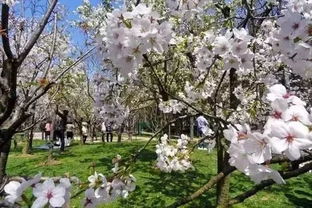 日本樱花节的历史