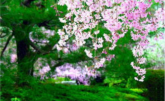 日本樱花节的历史