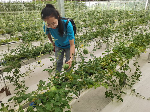 农业科技种植技术推广