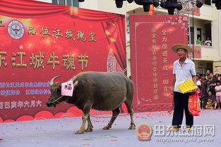 节庆文化与牛