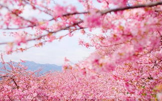 日本樱花节的历史来源