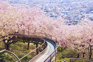 日本的樱花节日风俗