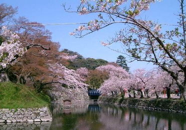 日本著名的樱花节的