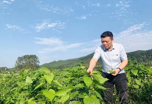 农业科技种植技术推广项目